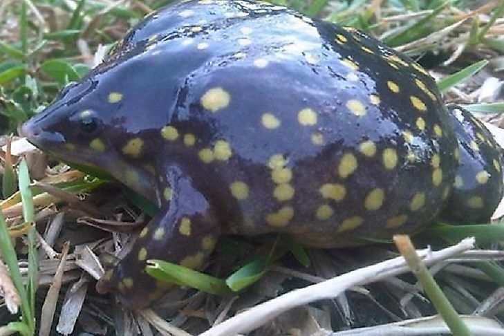 Amphibians Of South Africa