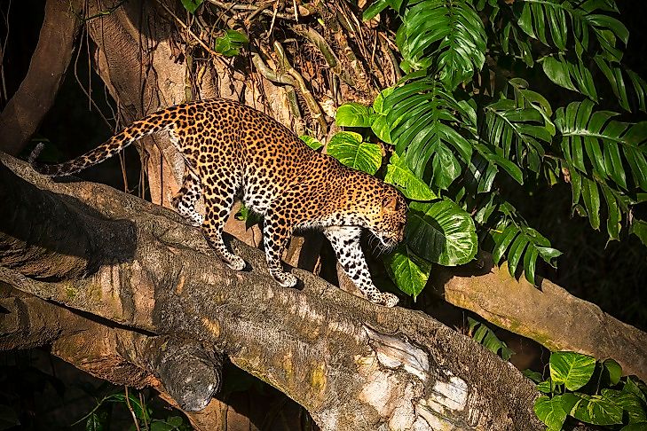 Indonesia's Most Endangered Mammals