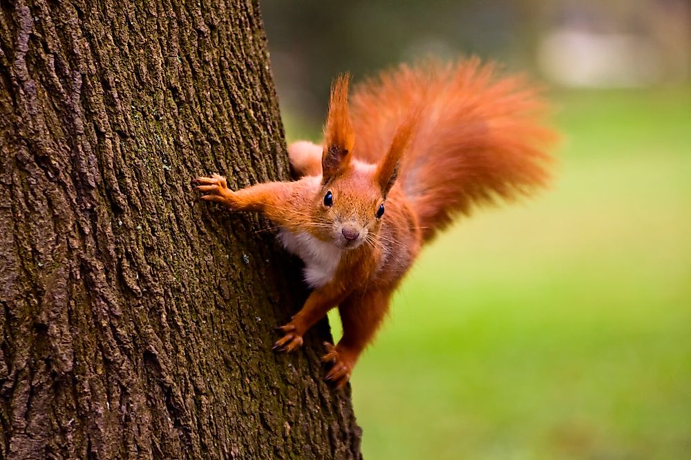Animals Native to the UK