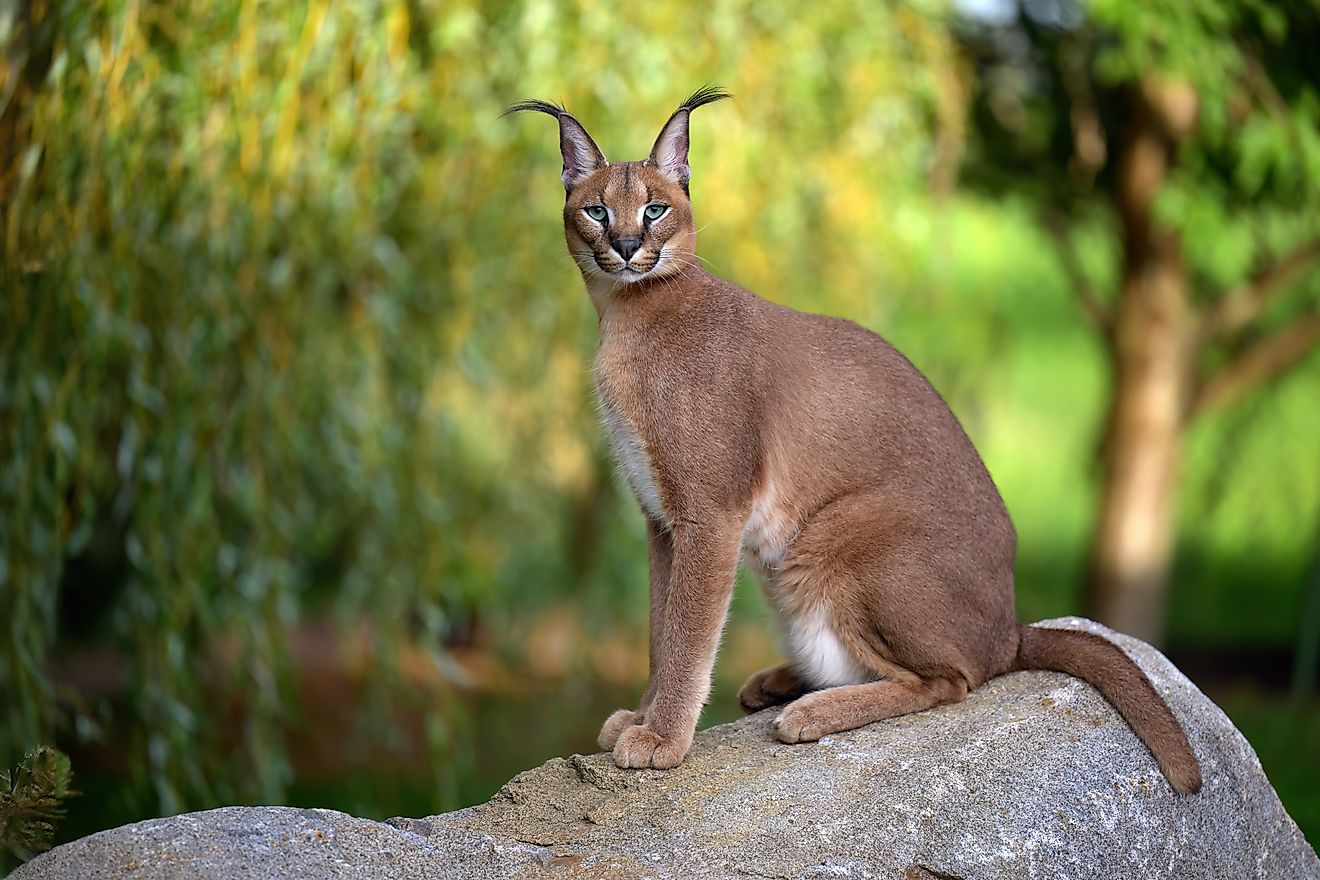 Caracal