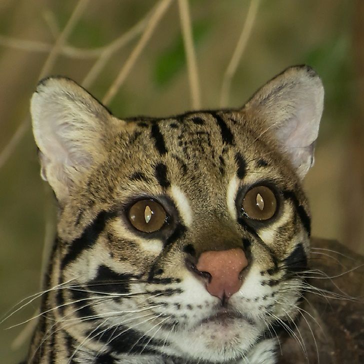 Ocelot Facts Animals of North America WorldAtlas