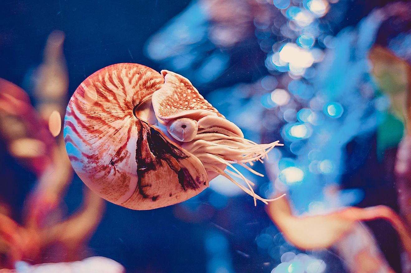 10 Of The World's Oldest Animals WorldAtlas