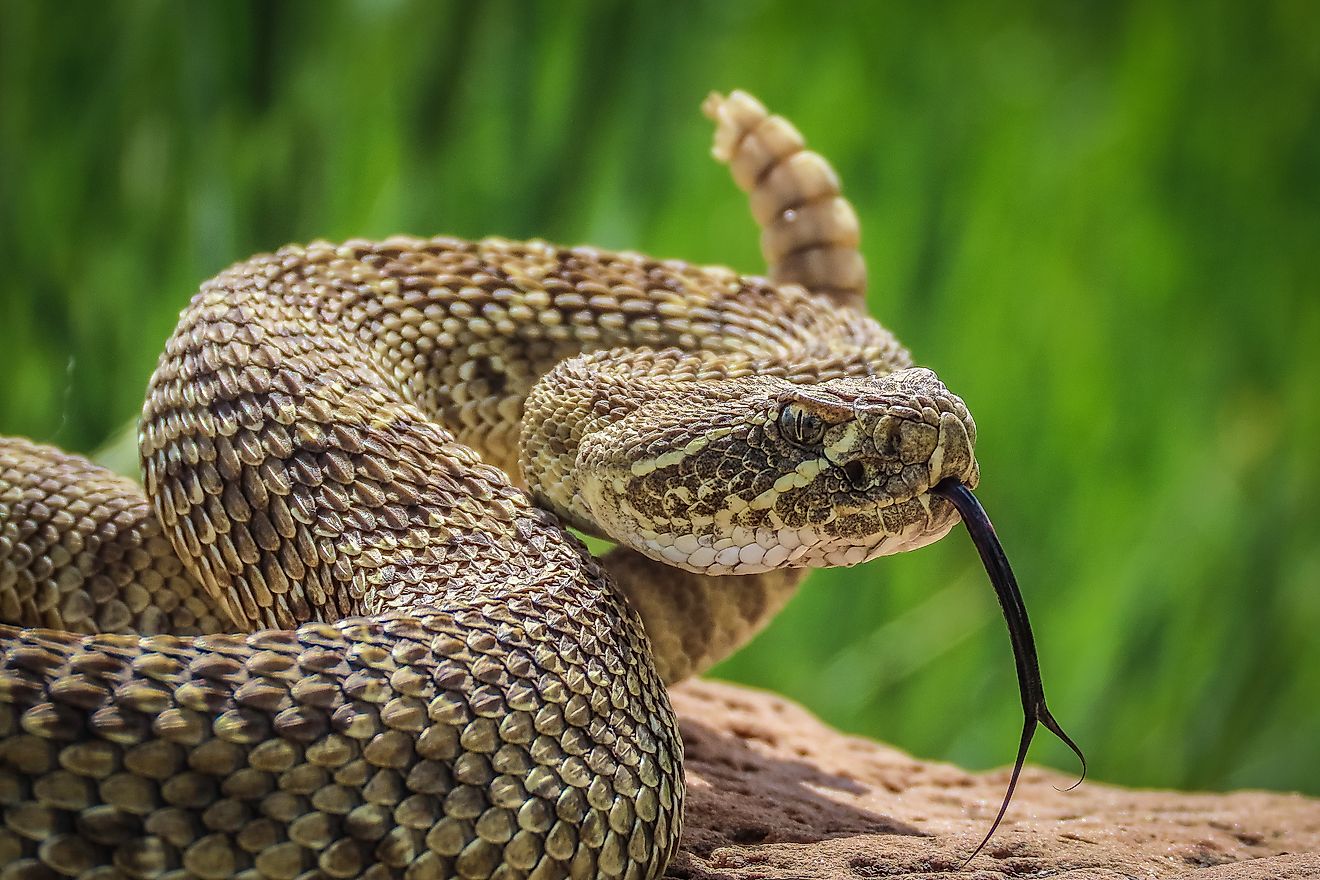 Snake Species of the Missouri and Cannonball River Breaks - News Directory 3