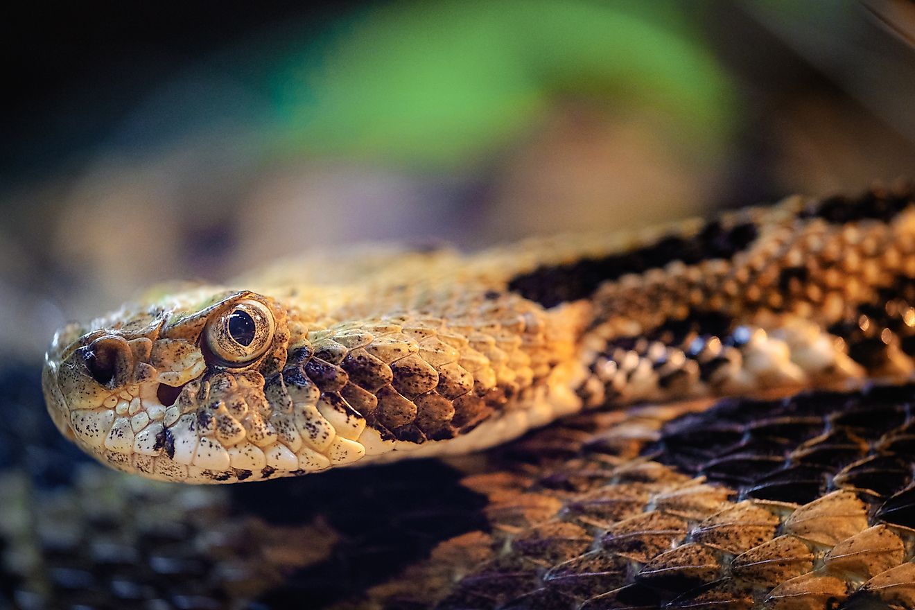 6 Most Snake-Filled Bodies Of Water In Illinois
