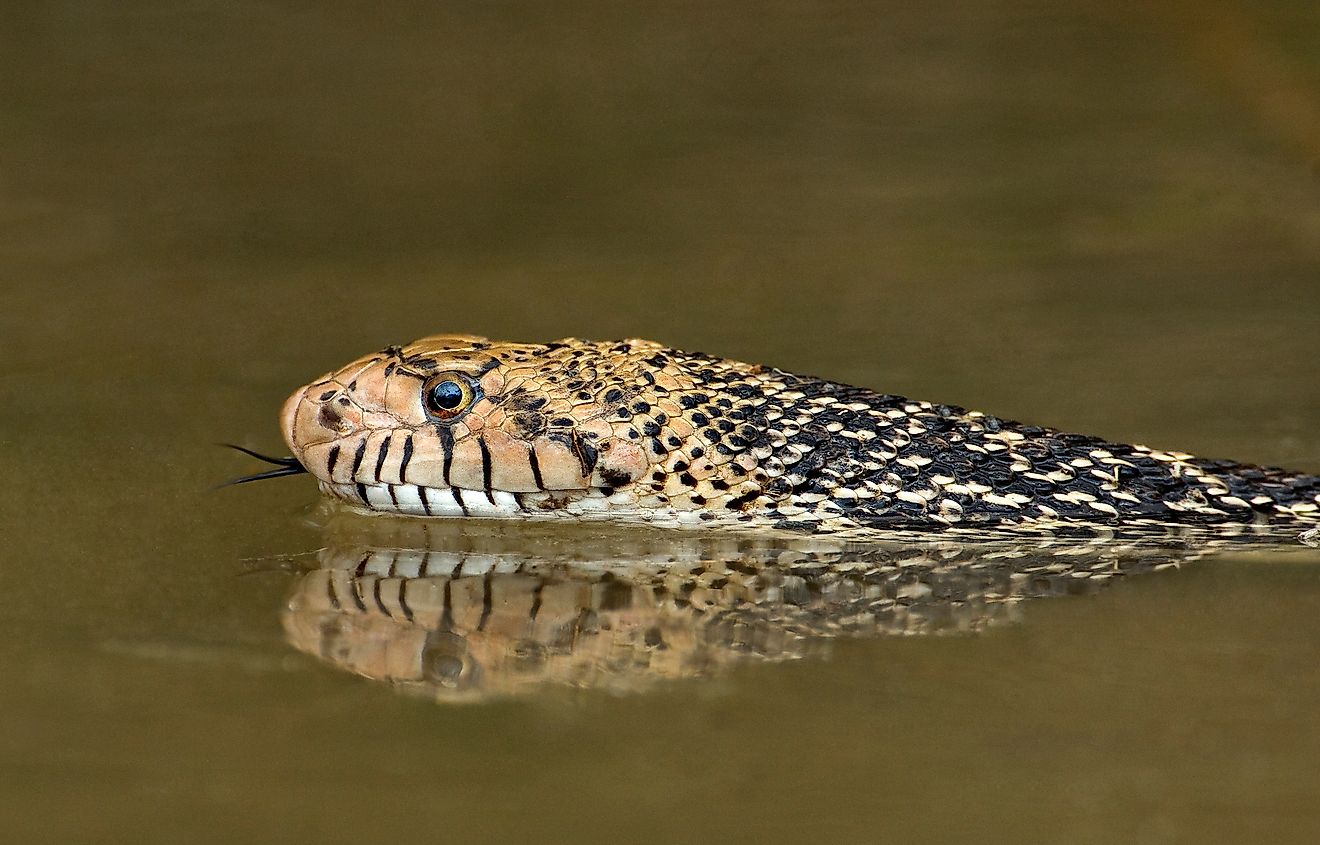 5 Most Snake-Filled Bodies Of Water In Montana – World Atlas