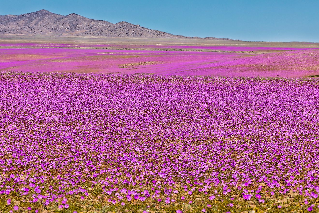 10 Most Colorful Natural Things To See In A Desert WorldAtlas