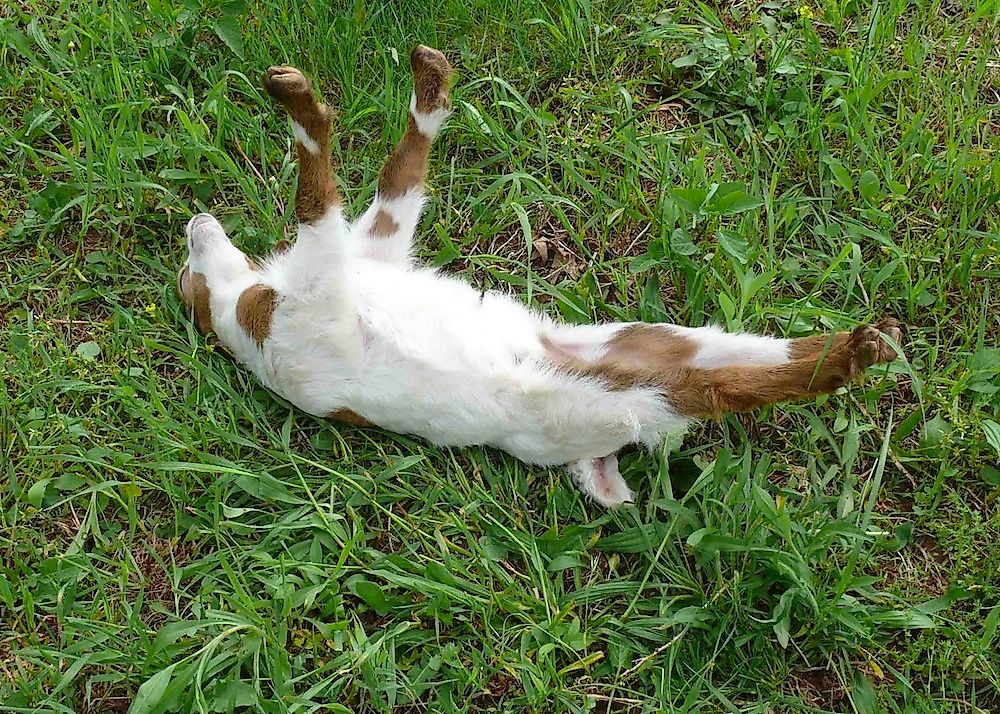 Why Do The Fainting Goats Faint? - WorldAtlas