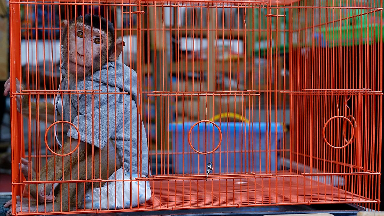 The Rising Demand For Exotic Pets Could Lead To Species Extinction And Pandemics