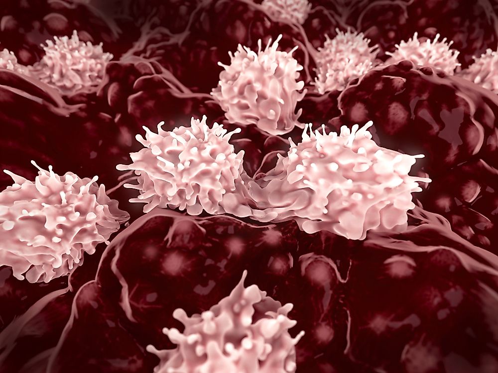 What Is Stem Cell Research WorldAtlas