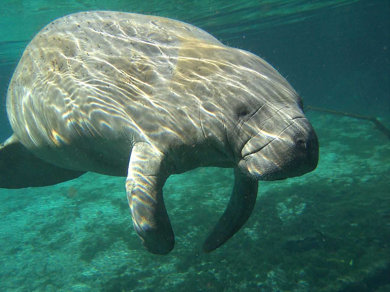 Are Manatees Endangered? WorldAtlas