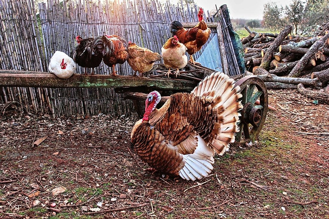 Which US State Raises The Most Turkeys? - WorldAtlas