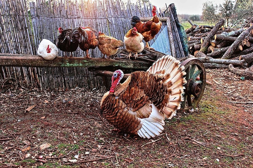Which US State Raises The Most Turkeys? - WorldAtlas