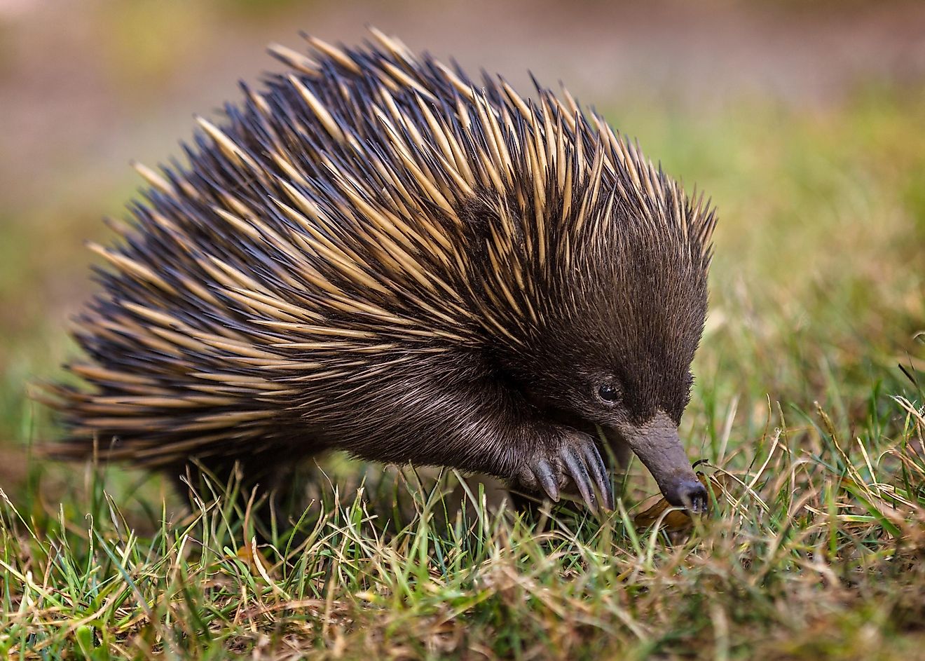 Echidna - WorldAtlas