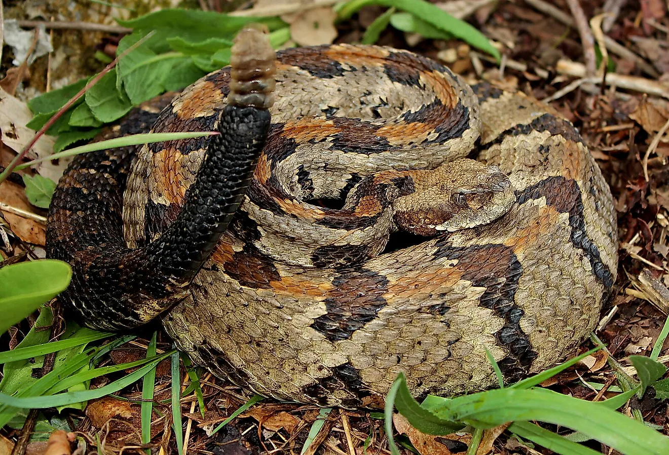 7 Most Rattlesnake Infested Areas in Alabama