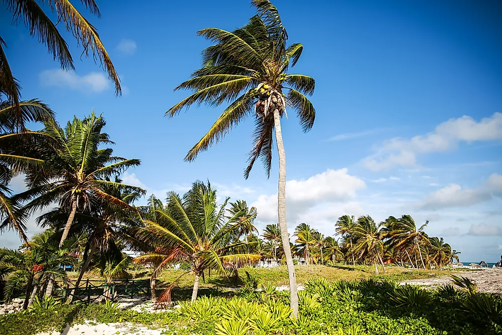 What is a Tropical Climate?