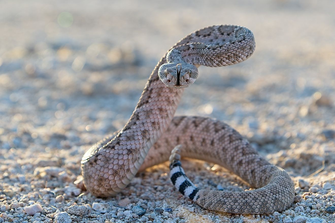 The National Parks With The Most Venomous Snakes