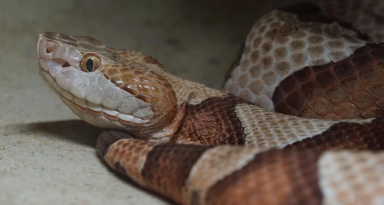 10 Facts About The Copperhead Snake WorldAtlas