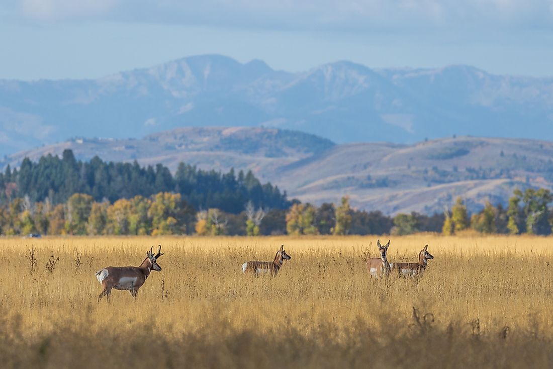 Animals That Live In The Grasslands Worldatlas