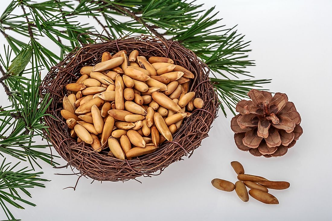 Where do Pine Nuts Come From? - WorldAtlas