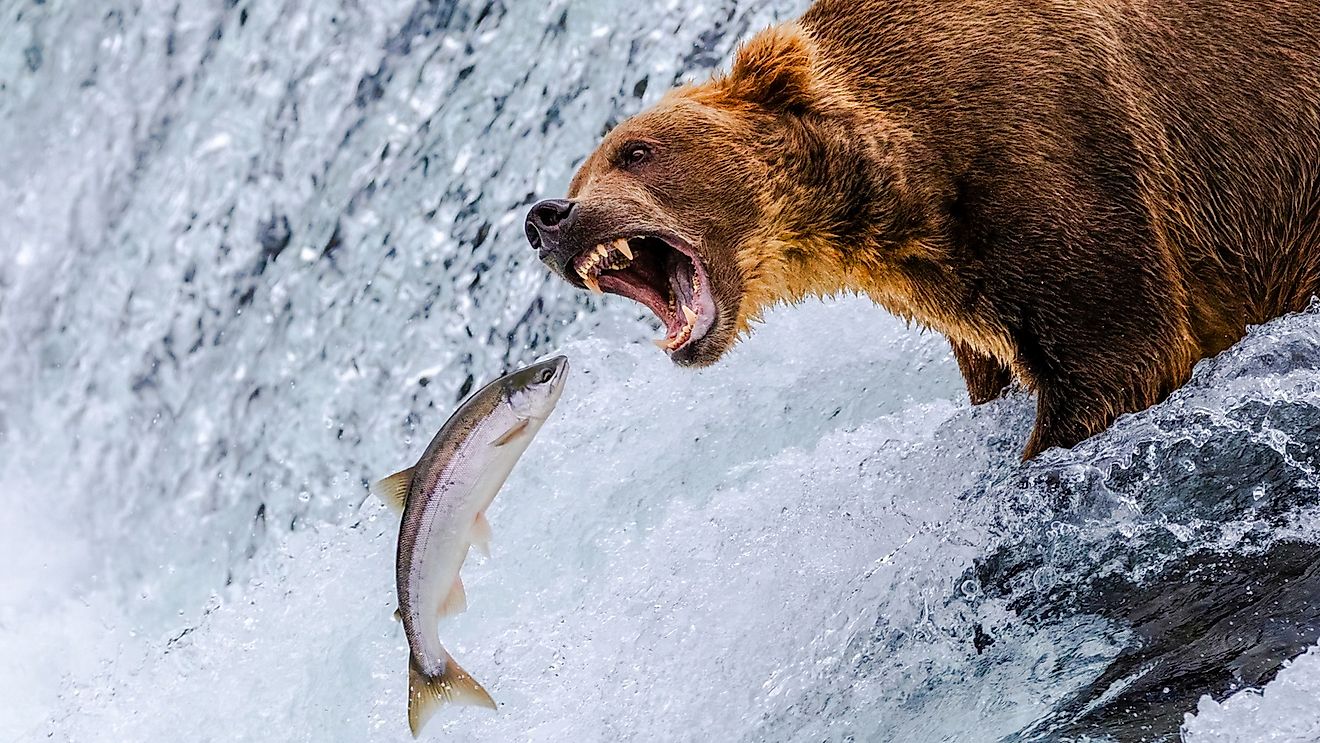 Grizzly Bear