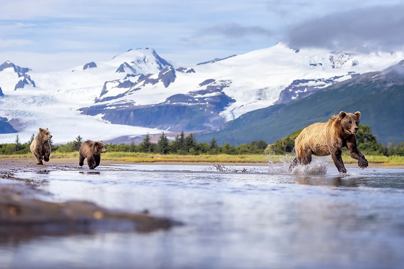 4 Wild Animal Hotspots In Alaska