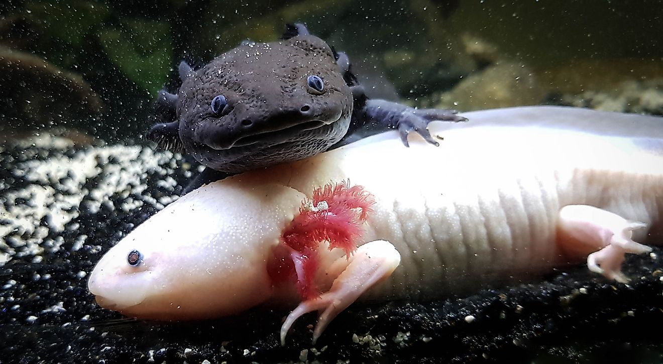 Axolotl