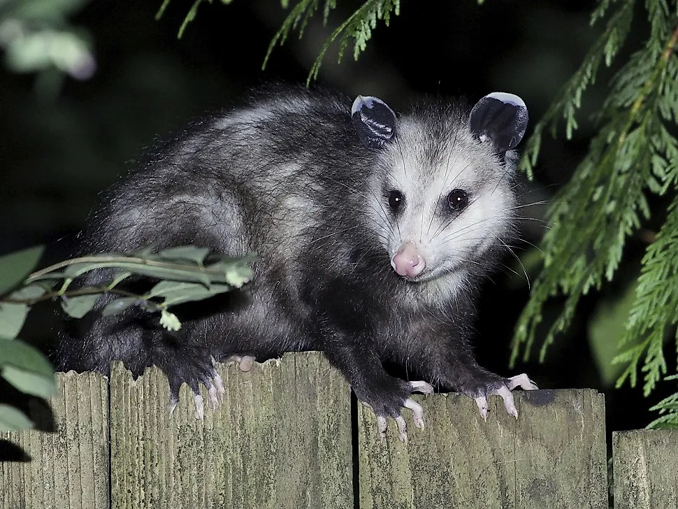 Virginia Opossum Facts Animals of North America WorldAtlas