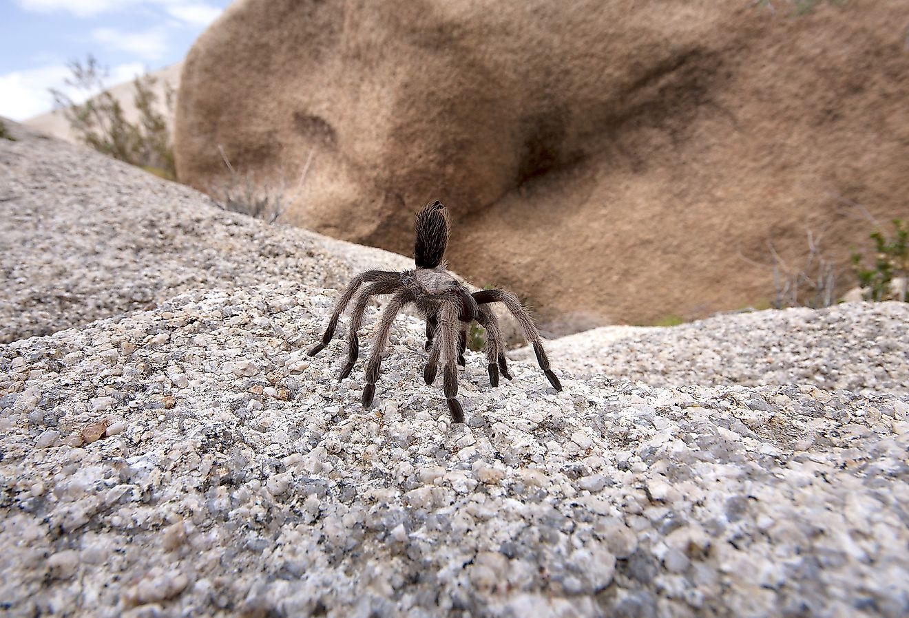The National Parks With Tarantulas