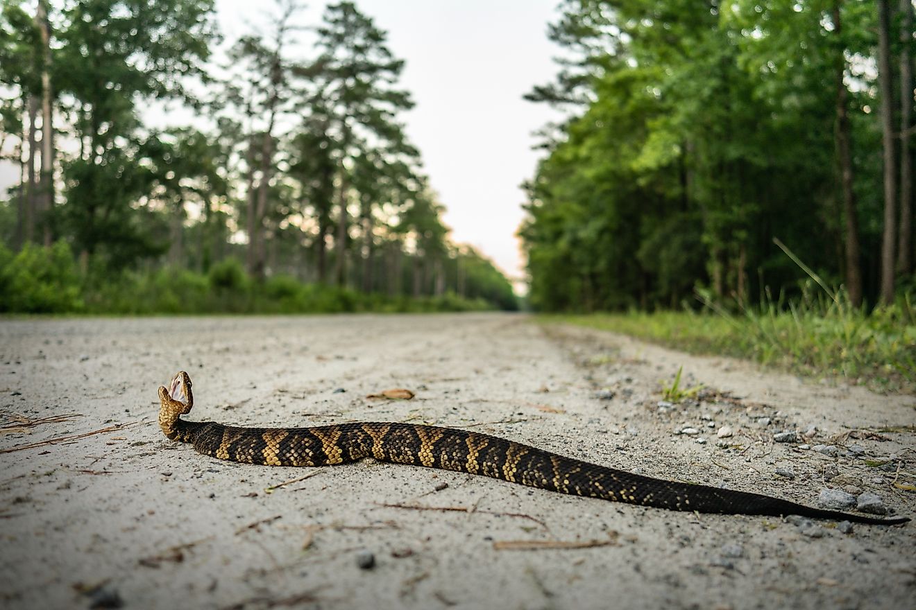 The Venomous Snakes Of Mississippi - WorldAtlas
