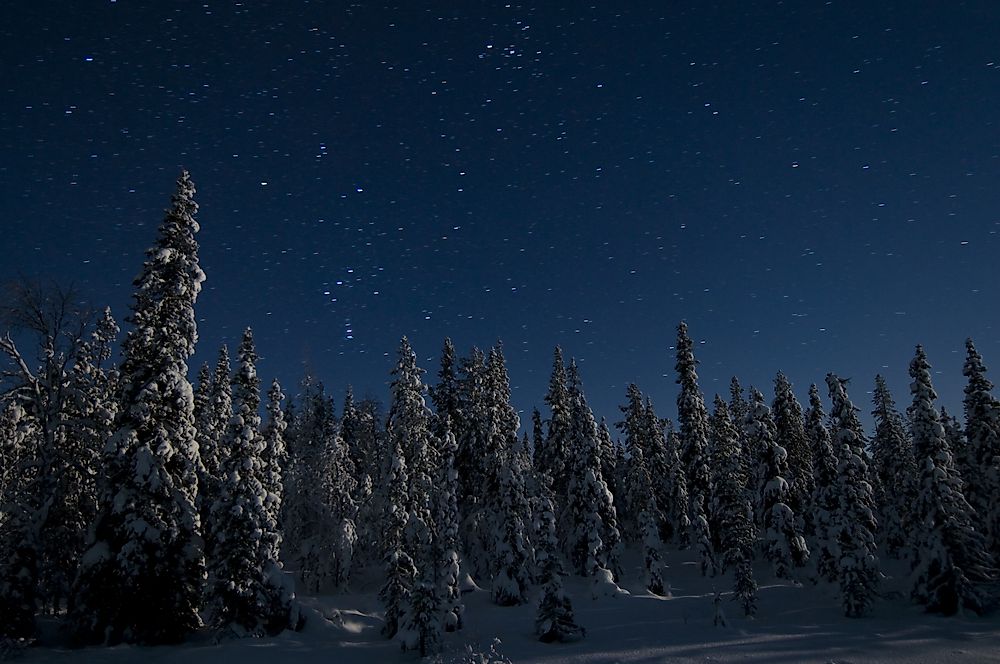 European Countries With The Most Forest Cover WorldAtlas