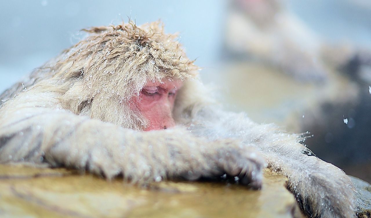 Snow Monkey Facts: Animals of Asia - WorldAtlas Snow Monkey Facts: Animals of Asia - WorldAtlas