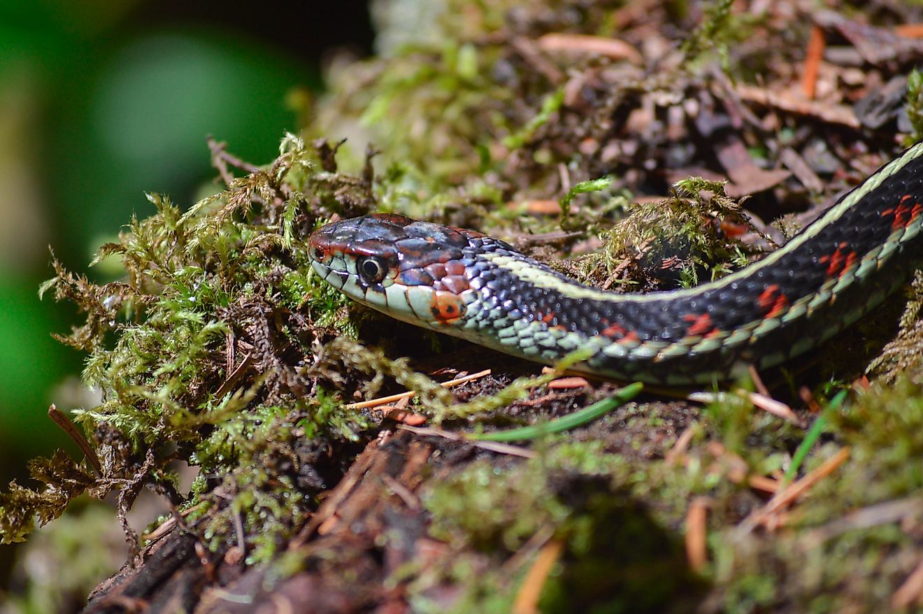Garter Snake