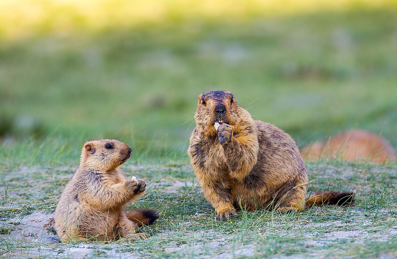 Animals Only 12 Amazing Animals You Will Only Find in the US