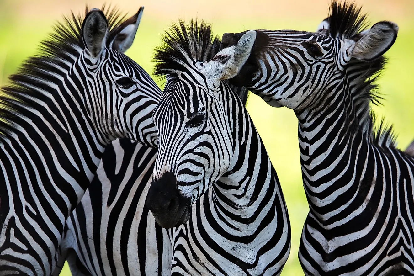 Zebra Web Zebra