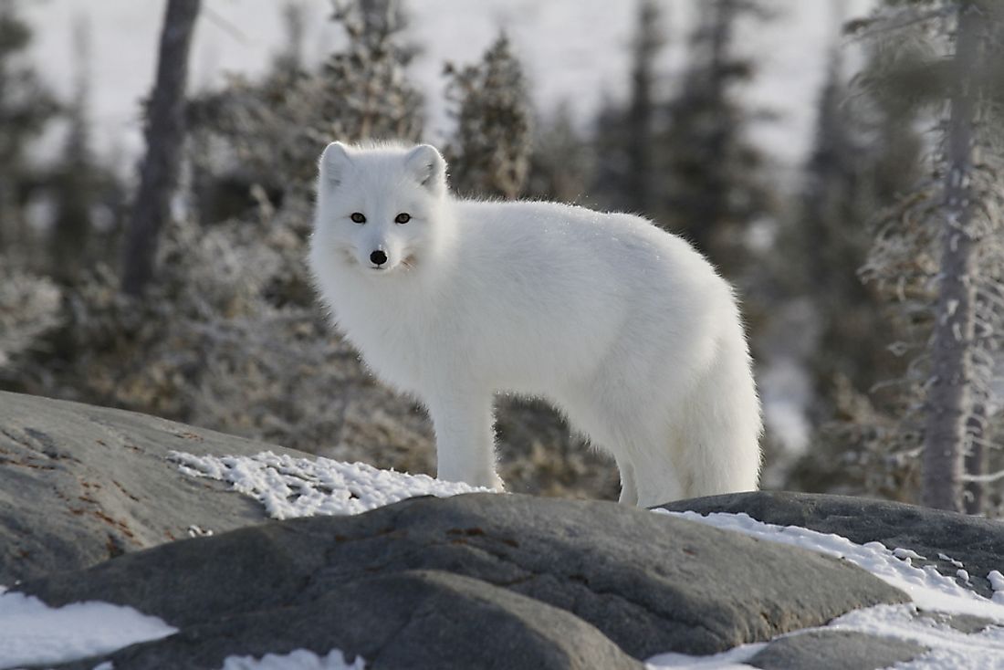 The Twelve Species Of True Foxes - WorldAtlas