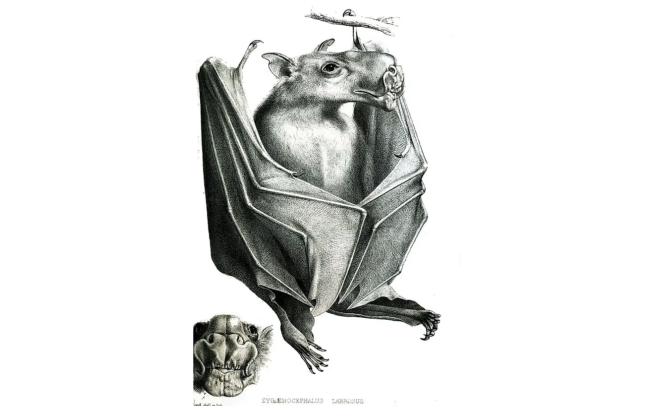 Is the Hammerhead Bat a Real Animal? WorldAtlas