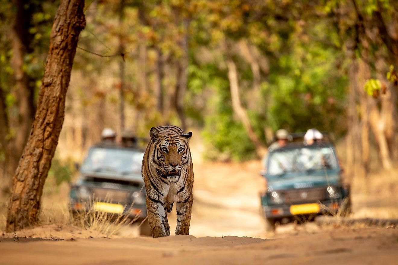 Tigers still roam wild in these 13 tiger-range countries