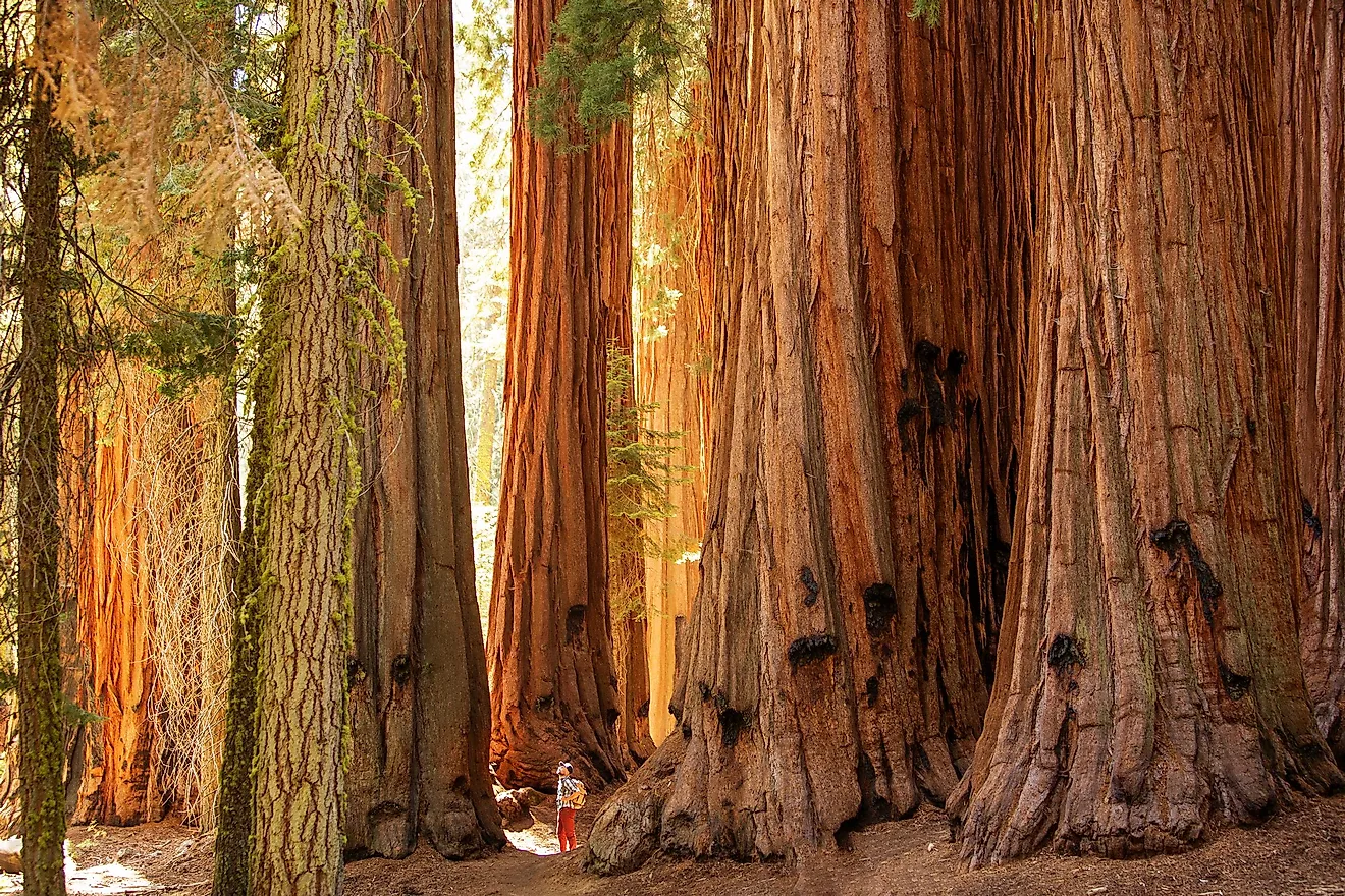 Sierra Nevada landmarks offer geologic history of California