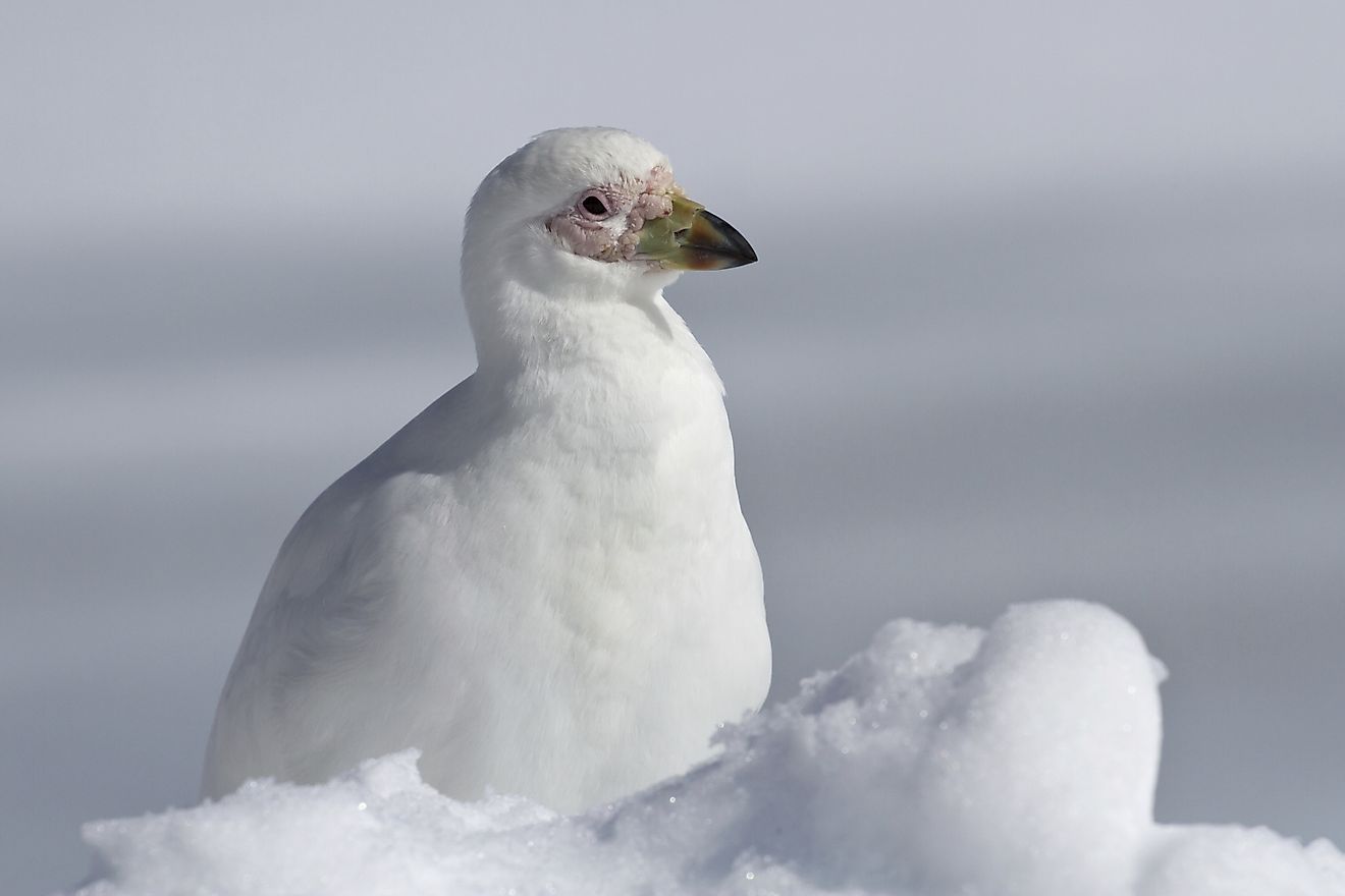 Snowy Sheathbill Facts: Animals of Antarctica - WorldAtlas