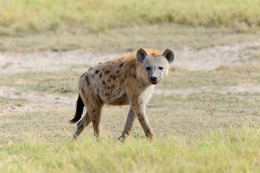How Many Types Of Hyenas Live In The World Today? - WorldAtlas