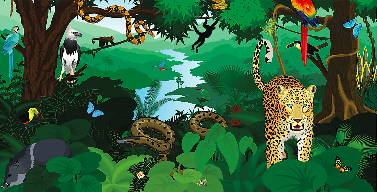 What Animals Live In The Amazon Rainforest? - WorldAtlas