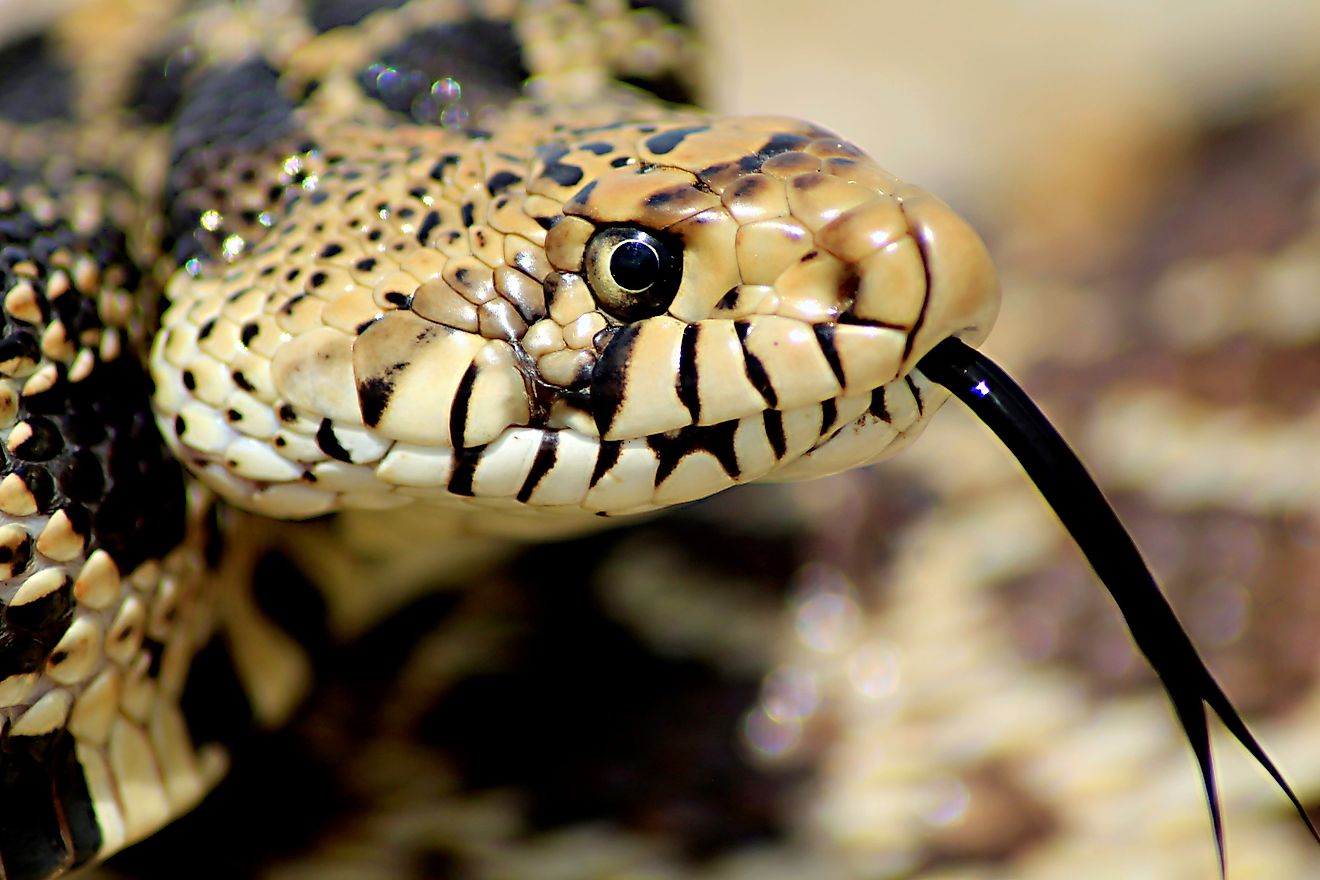 5 Most Snake-Filled Bodies Of Water In Nebraska