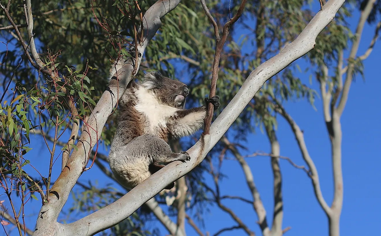 The Legend of the Australian Drop Bear Where Did It Come From