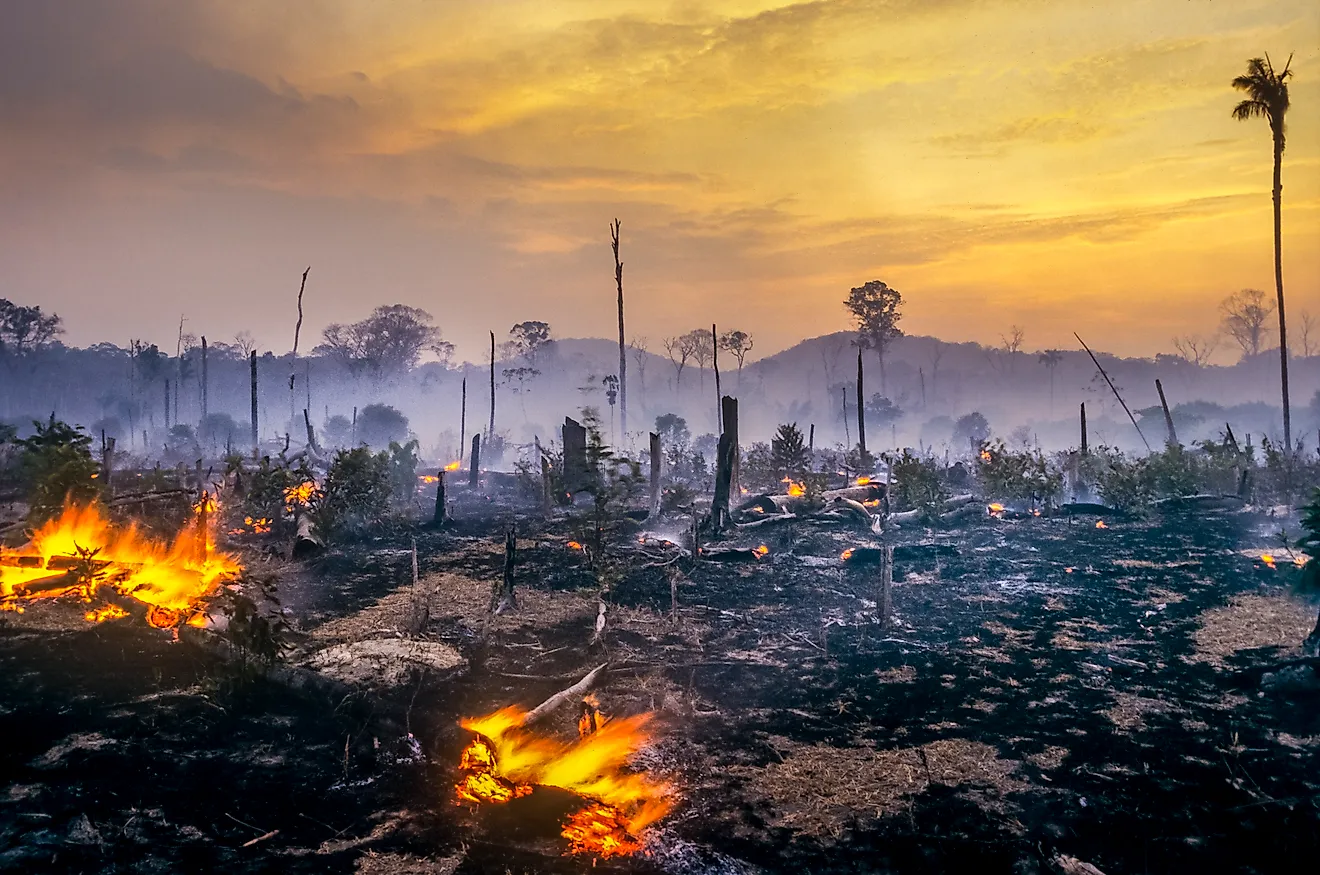 What Would Happen If All The Forests Disappeared