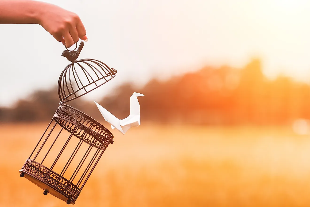 10 Horrible Things That Happen To Caged Birds WorldAtlas