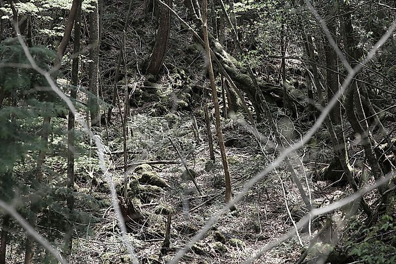 aokigahara forest bodies