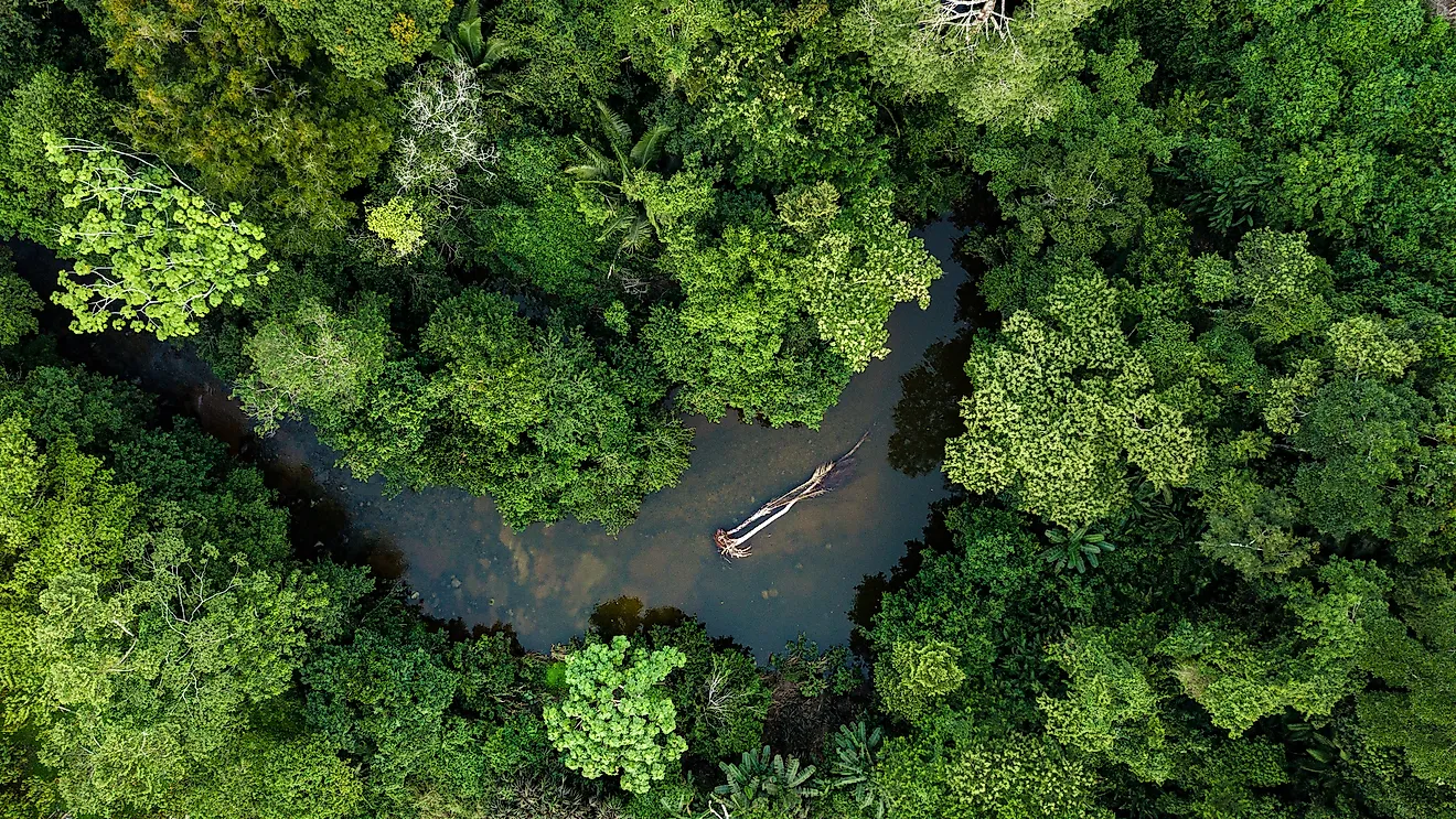 What Is A Rainforest? - WorldAtlas