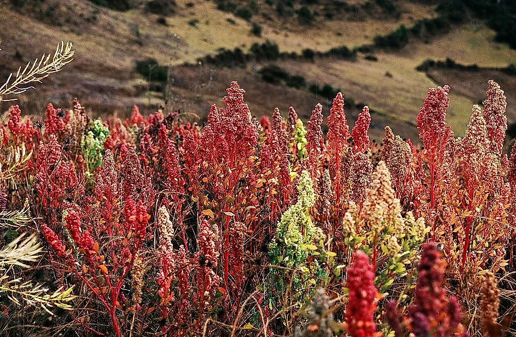 Where is Quinoa Grown? WorldAtlas