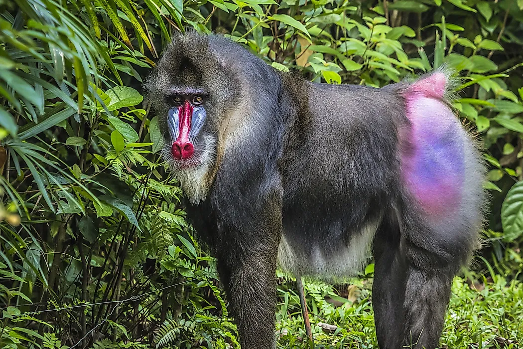 Mandrill Facts - Animals of Africa - WorldAtlas