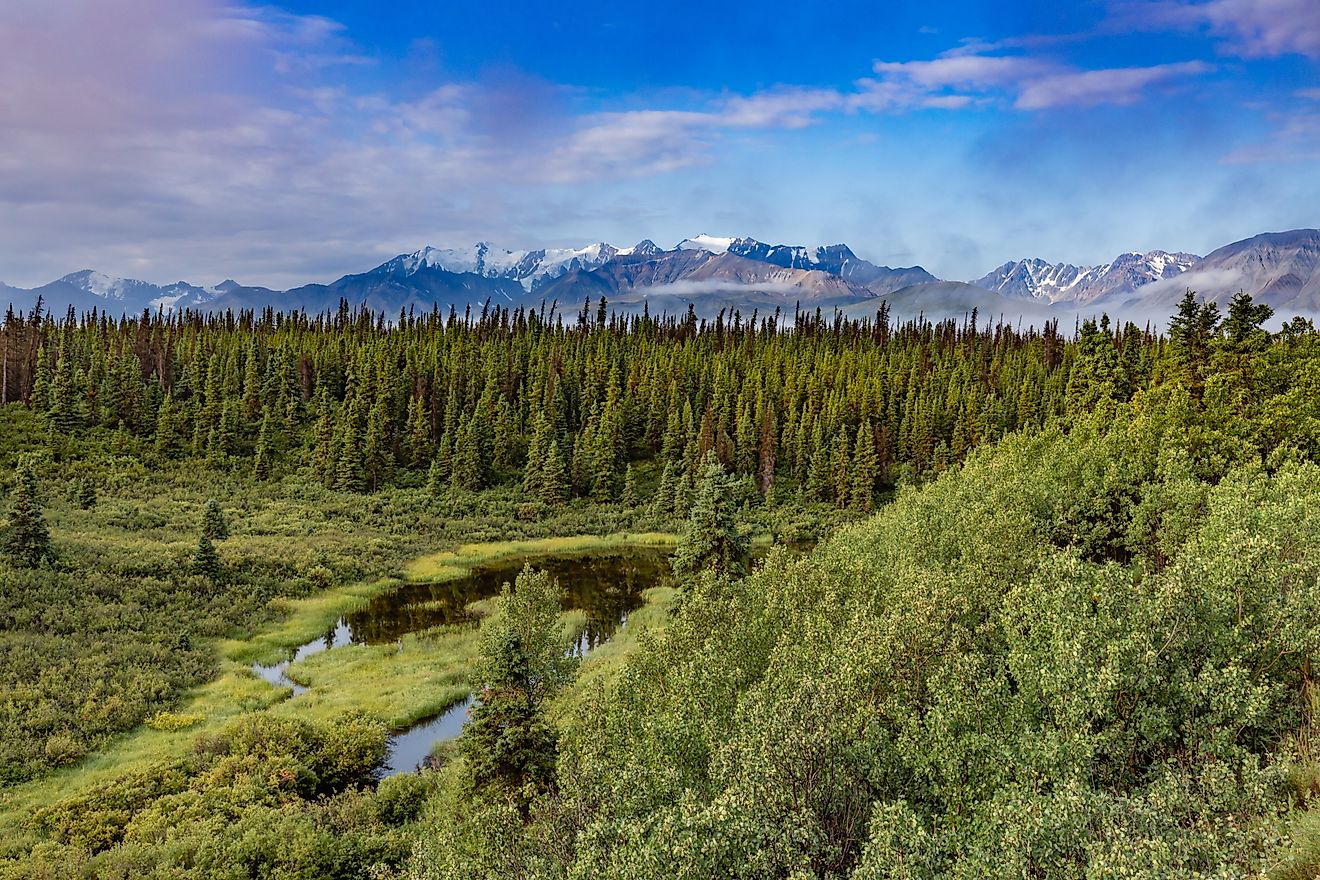 The Largest Forest In The World